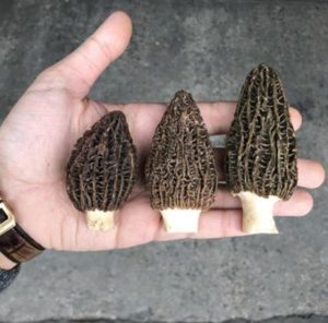 Spring Morel Mushroom Season is Here in Michigan