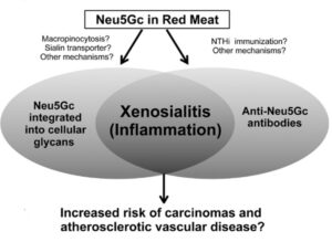 What the heck is Neu5Gc?