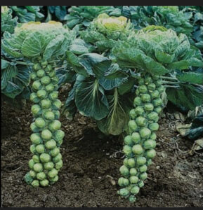 Give Thanks for Brussel Sprouts