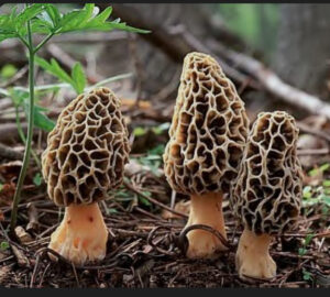 MOREL MUSHROOMS                             THE TREASURE OF THE SPRING FOREST