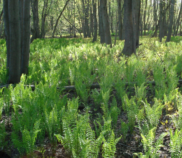 Fiddlehead Ferns – The Taste of the Wild